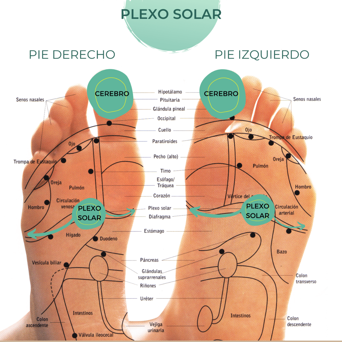 Masajeador Eléctrico Pies Multifunc